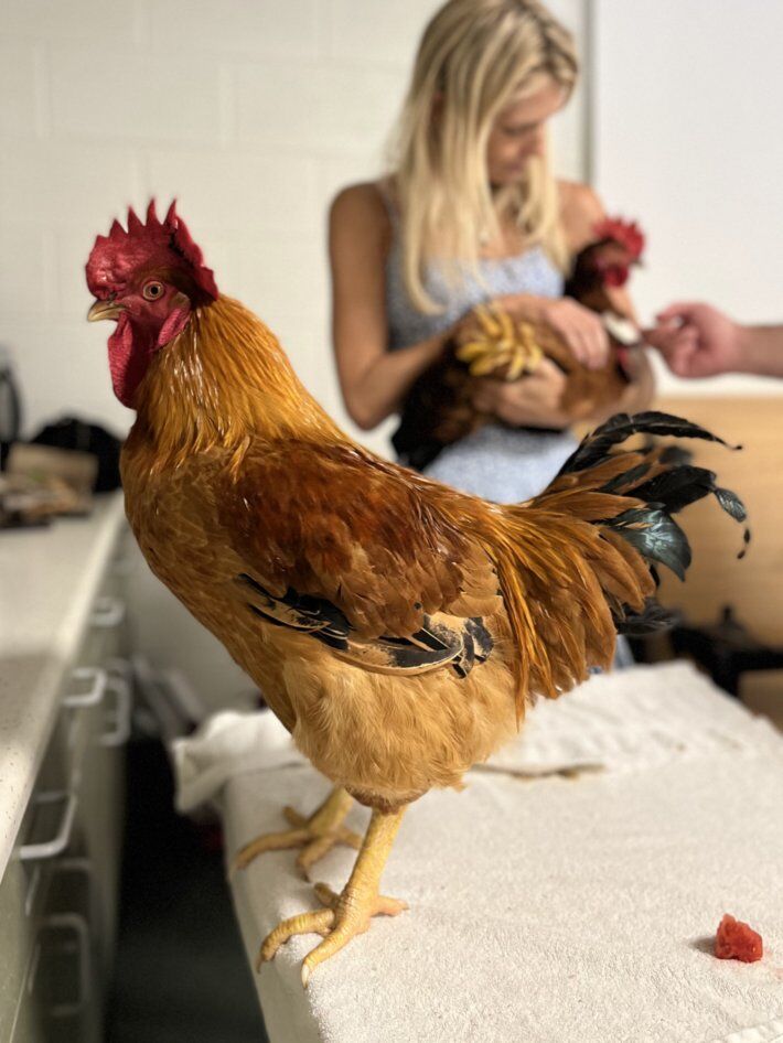 Adoptable Rooster Friar Cluck at our Last Class.jpg